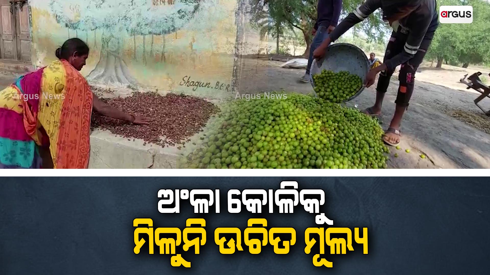 ଅଂଳା କୋଳିକୁ ମିଳୁନି ଉଚିତ ମୂଲ୍ୟ !