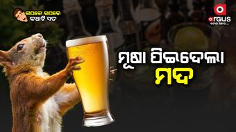 ୧୨ ବୋତଲ ଦାମିକା ବ୍ରାଣ୍ଡ୍ ର ମଦ ପିଇ ଖାଲି କରିଦେଲା ମୂଷା