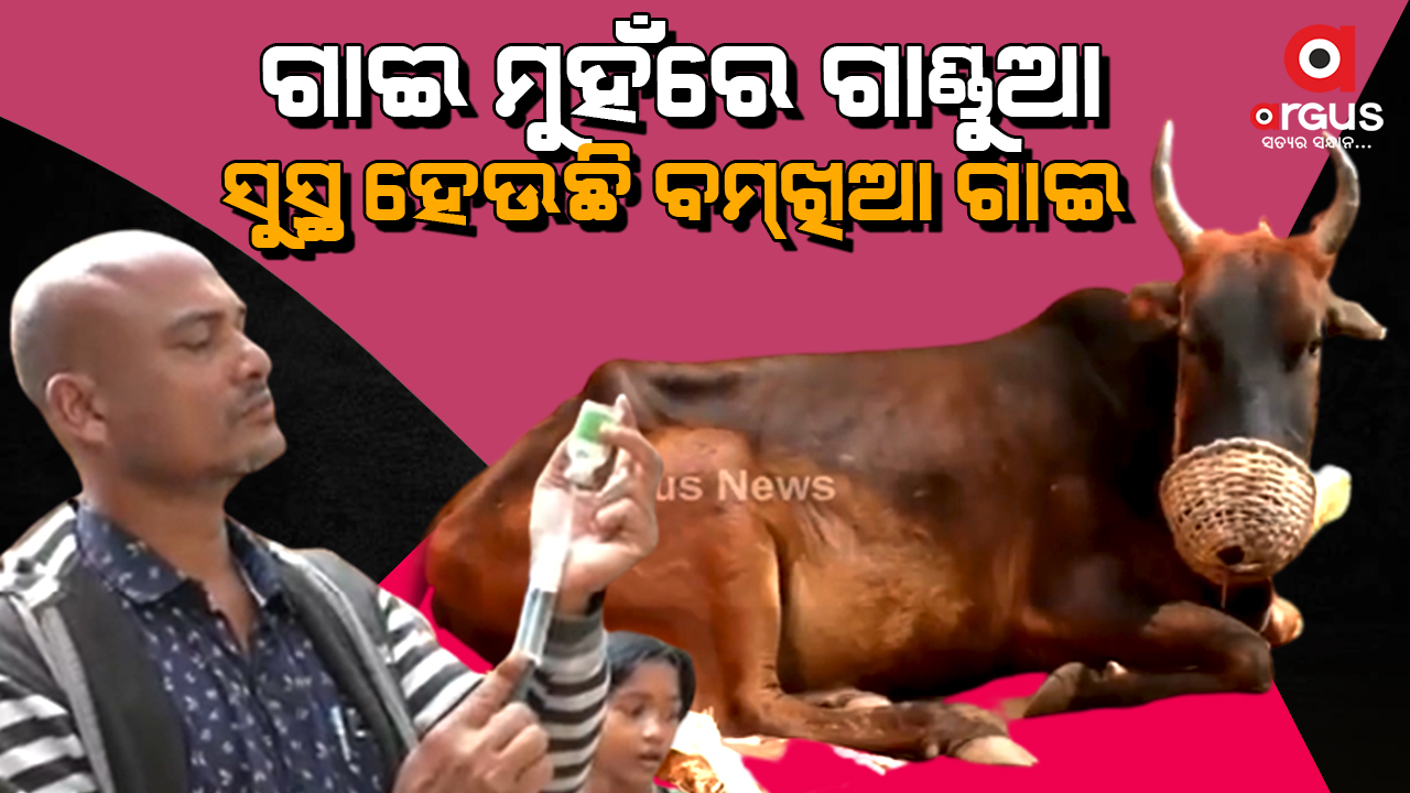 କଟକ ବାଙ୍କିରେ ଗାଈ ମୁହଁରେ ବୋମା ଫୁଟିବା ଘଟଣା
