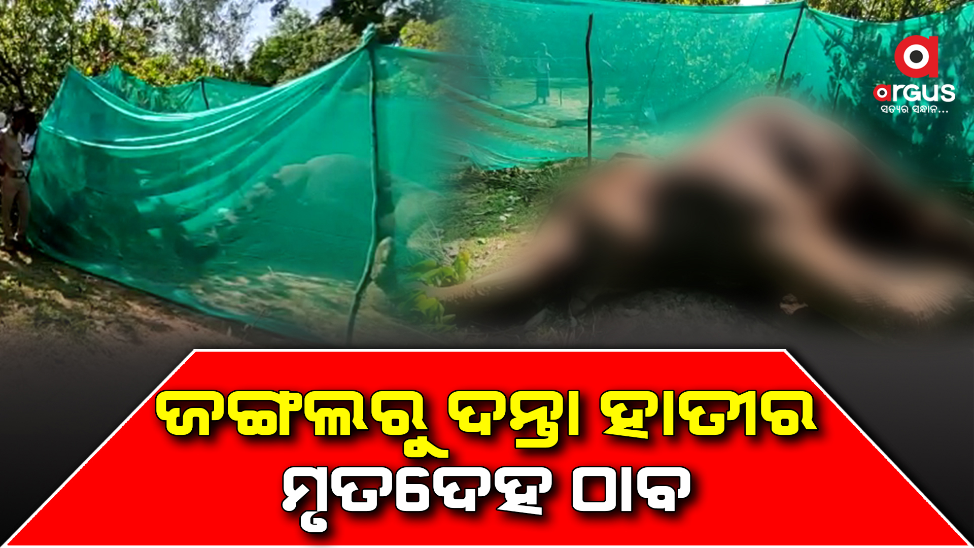 ଢଉପଲ୍ଲୀ ଜଙ୍ଗଲରୁ ଦନ୍ତା ହାତୀର ମୃତଦେହ ଠାବ