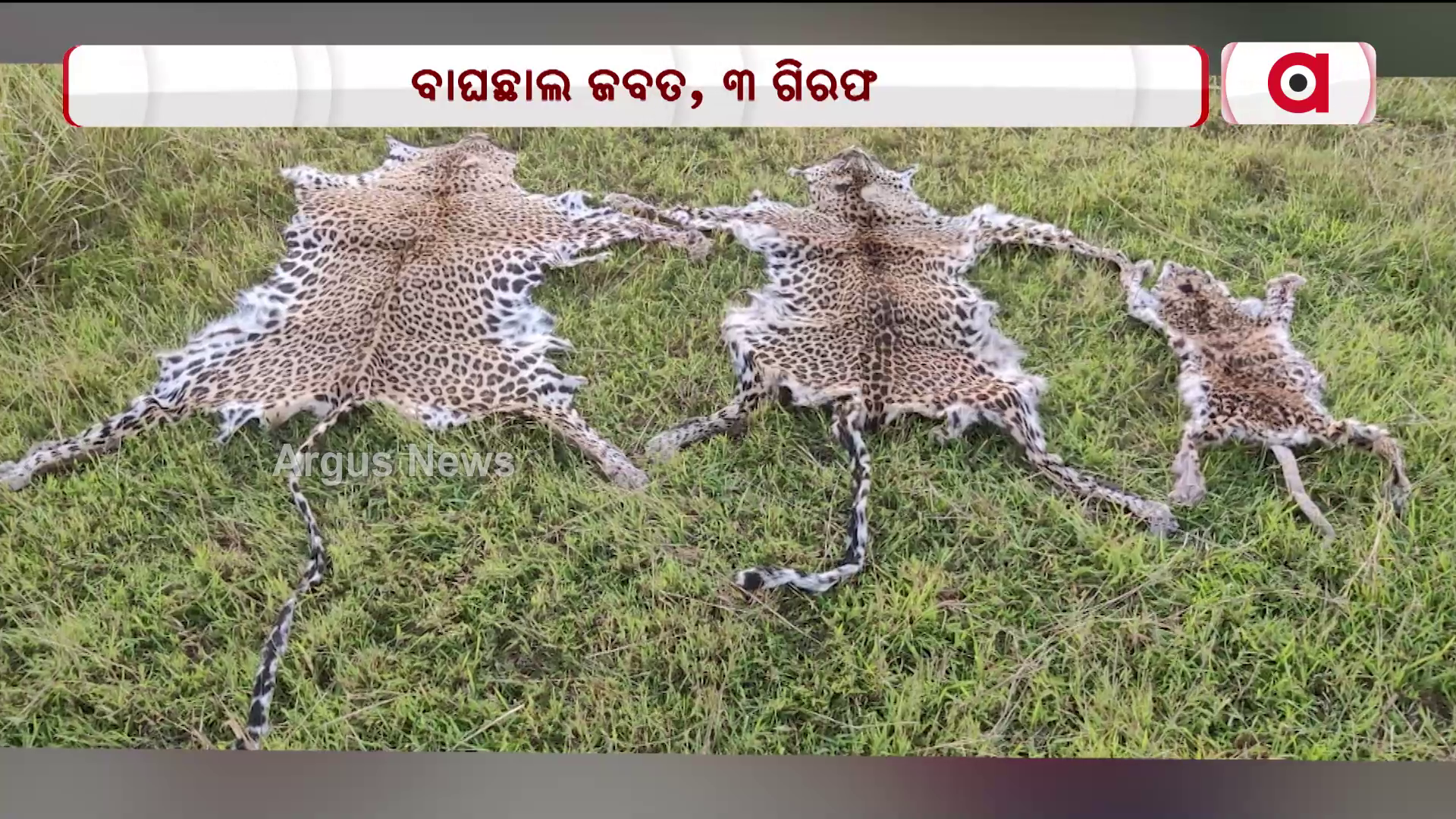 କ୍ରାଇମବ୍ରାଞ୍ଚ STF କବଜାରେ ବାଘ ଛାଲ ବେପାରୀ