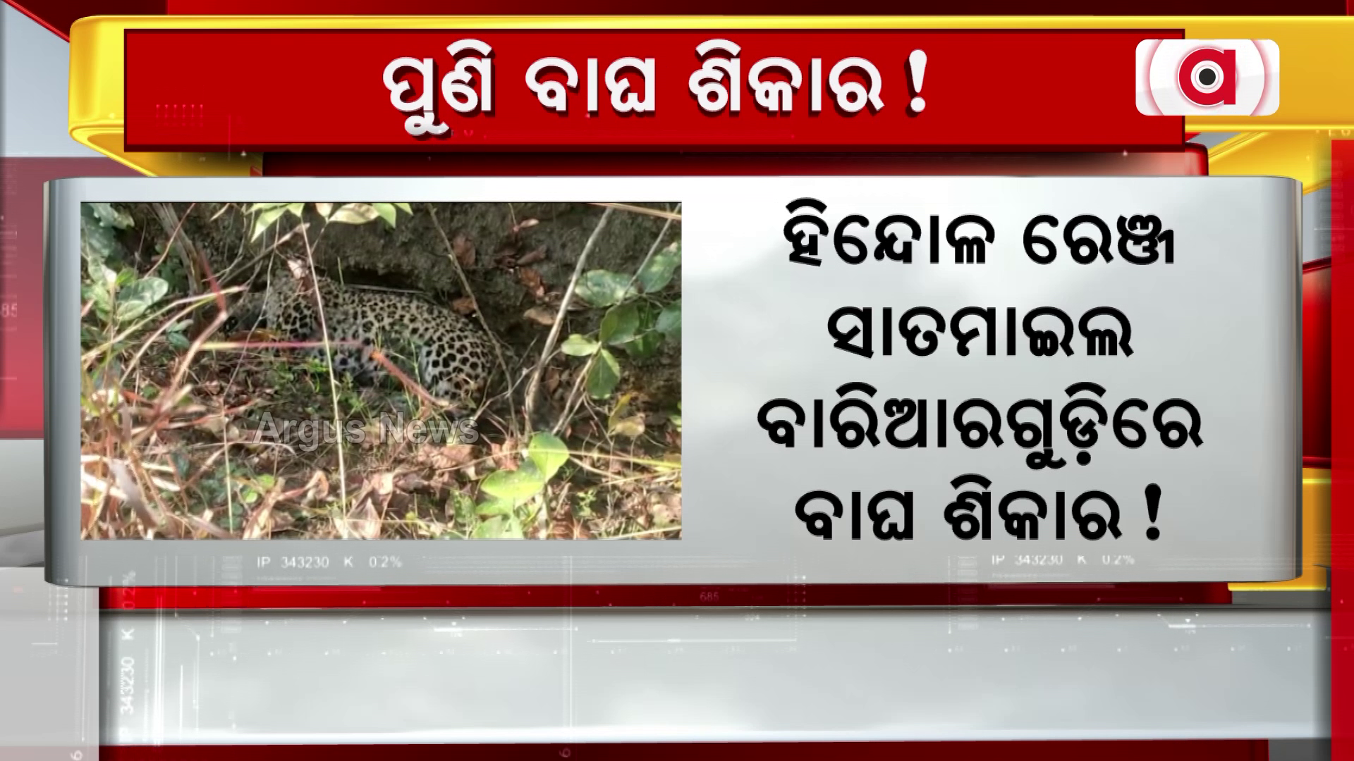 ହିନ୍ଦୋଳ ରେଞ୍ଜ ସାତମାଇଲ ବାରିଆରଗୁଡ଼ିରେ ବାଘ ଶିକାର
