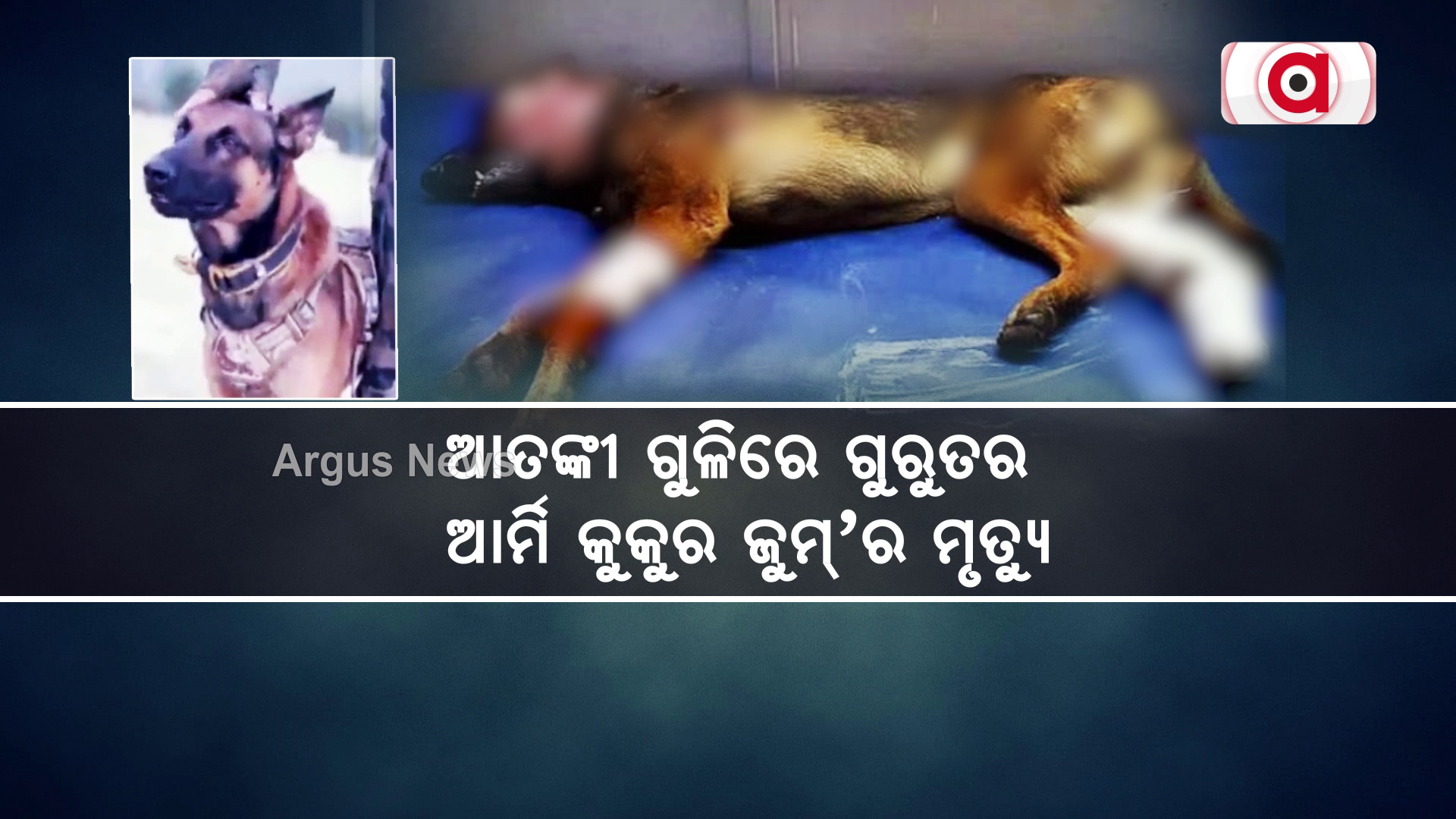 ଆତଙ୍କୀ ଗୁଳିରେ ଗୁରୁତର ଆର୍ମି କୁକୁର `ଜୁମ୍'ର ମୃତ୍ୟୁ