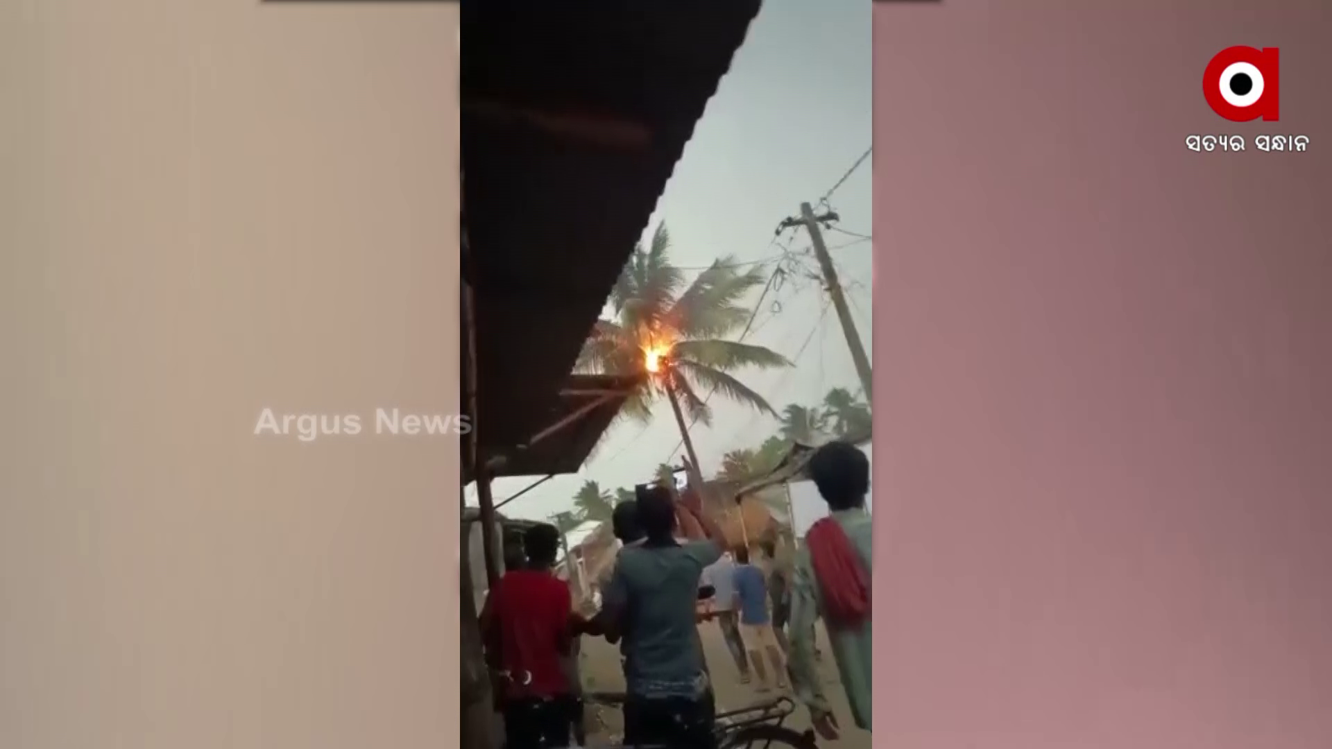 Lightning strikes a coconut tree