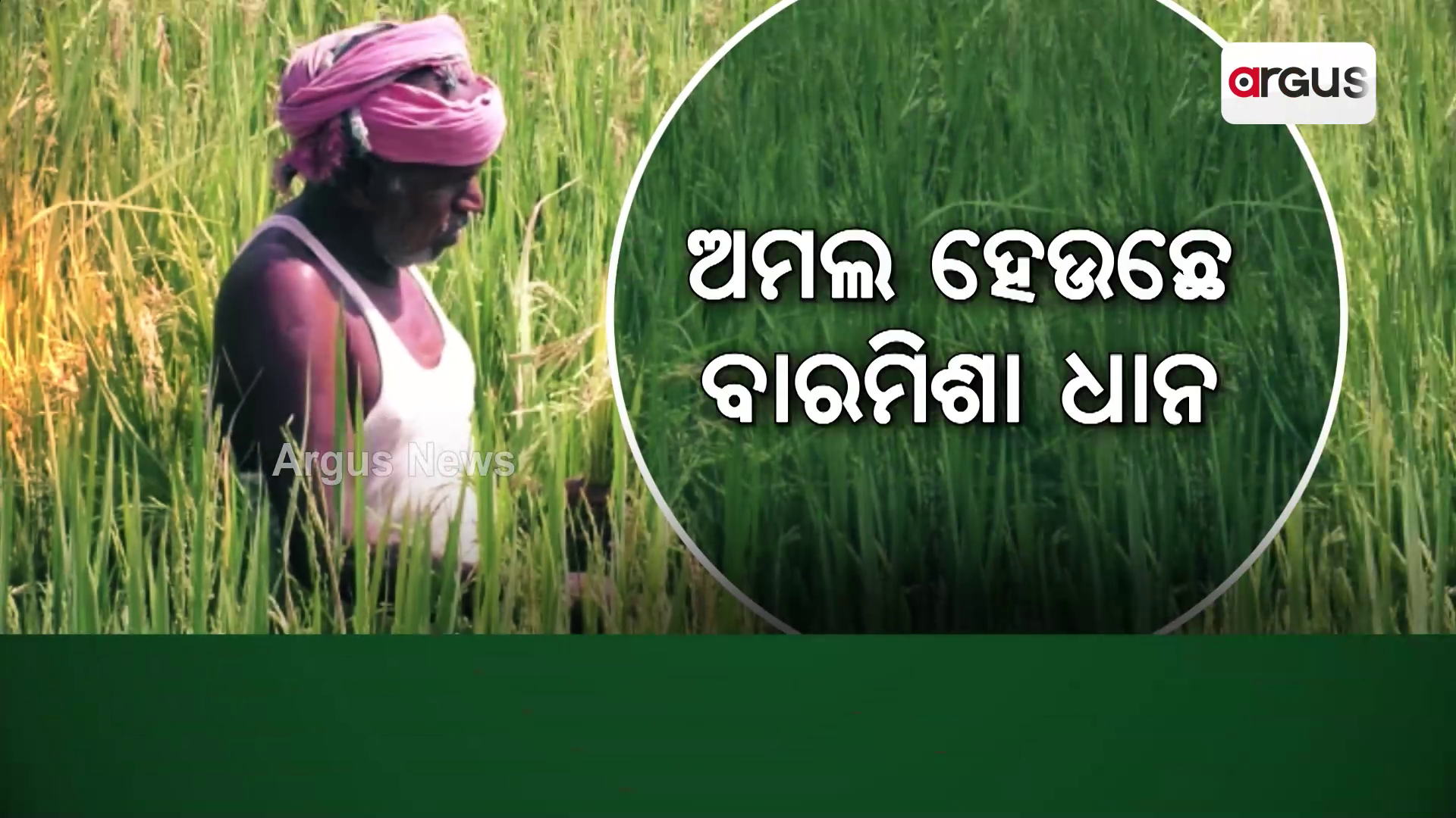 ନକ୍ଲି ଧାନ୍ ବିହନ ଶିକାର !