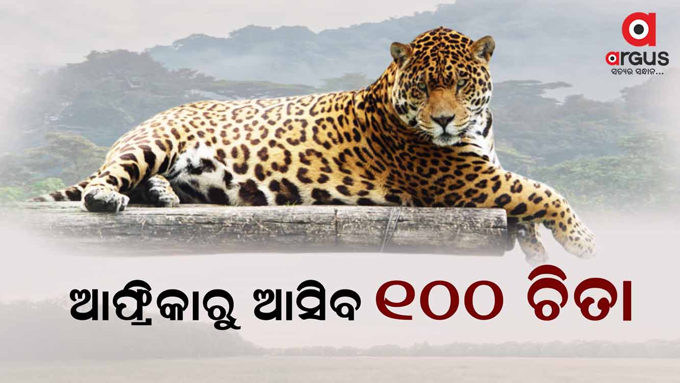କେନ୍ଦ୍ର ସରକାର ଓ ଦକ୍ଷିଣ ଆଫ୍ରିକା ସରକାରଙ୍କ ସହ ଚିତା ଆସିବା ନେଇ ଚୁକ୍ତି ସାକ୍ଷର