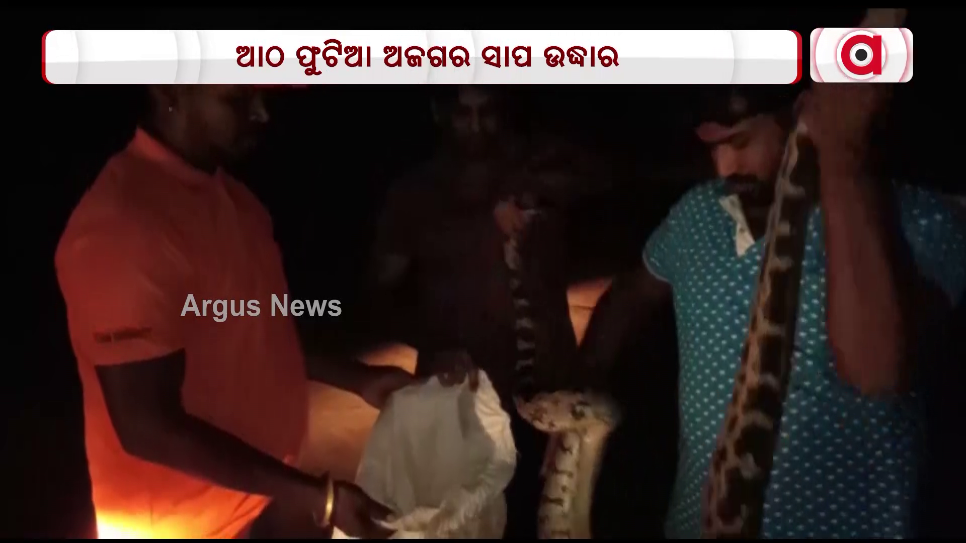 ଆଠ ଫୁଟିଆ ଅଜଗର ସାପ ଉଦ୍ଧାର