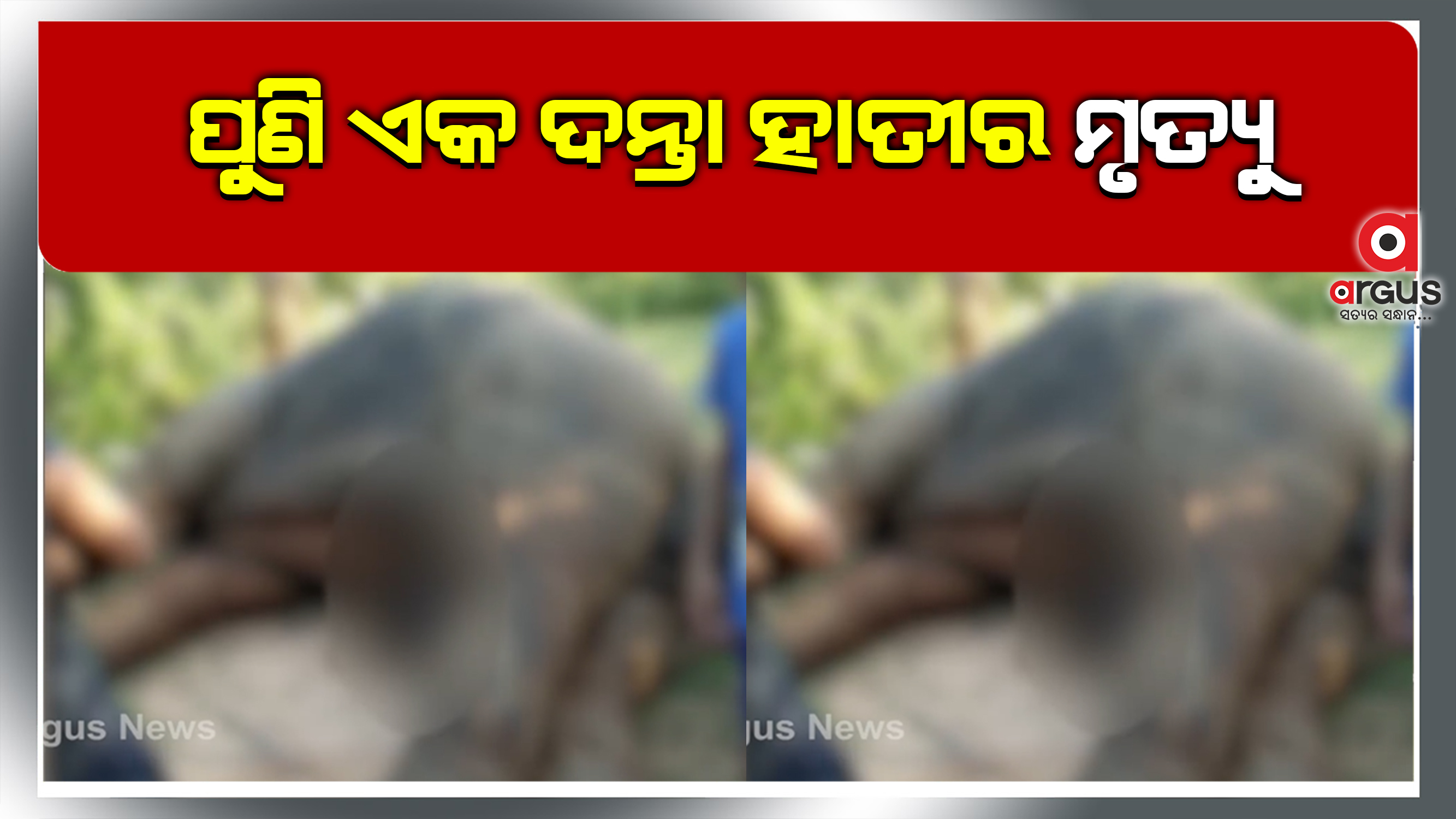 ପୁଣି ଏକ ଦନ୍ତା ହାତୀର ମୃତ୍ୟୁ
