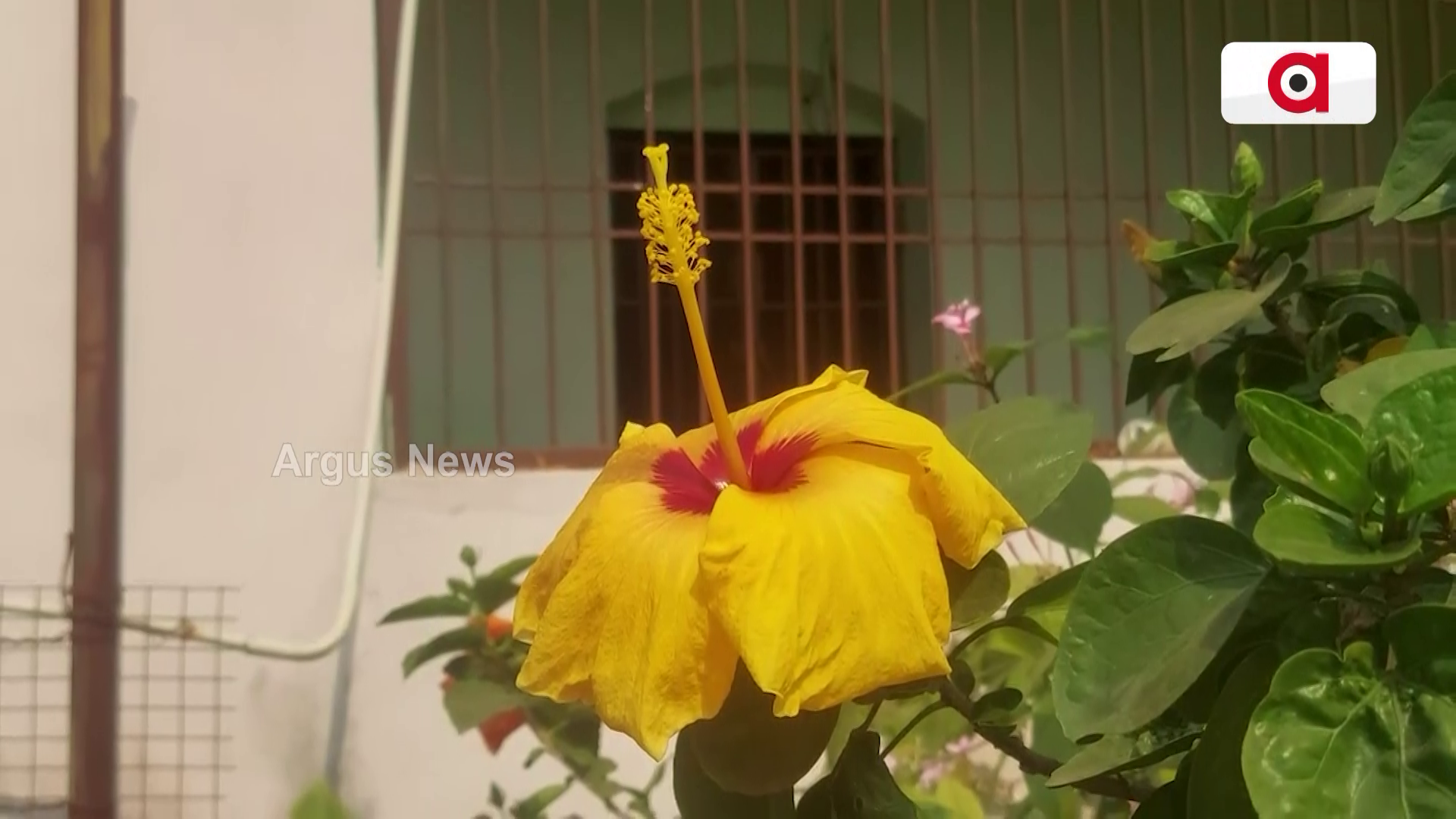 ଥାନାରେ ଫୁଟିଛି ଭଳିକି ଭଳି ଫୁଲ