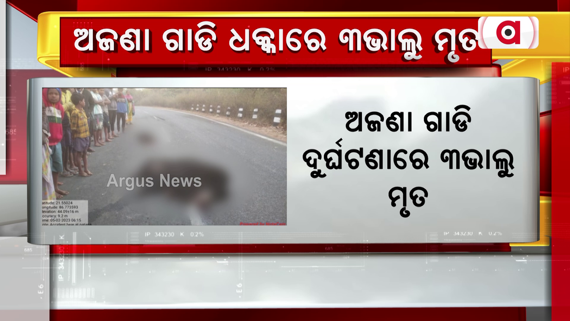 ଅଜଣା ଗାଡି ଧକ୍କାରେ 3ଭାଲୁ ମୃତ !