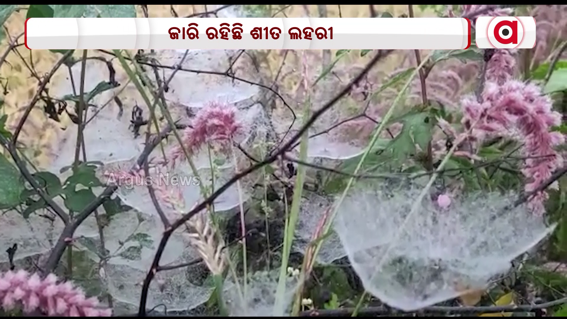କନ୍ଧମାଳ ଦାରିଙ୍ଗବାଡ଼ିରେ ଜାରି ରହିଛି ଶୀତ ଲହରୀ