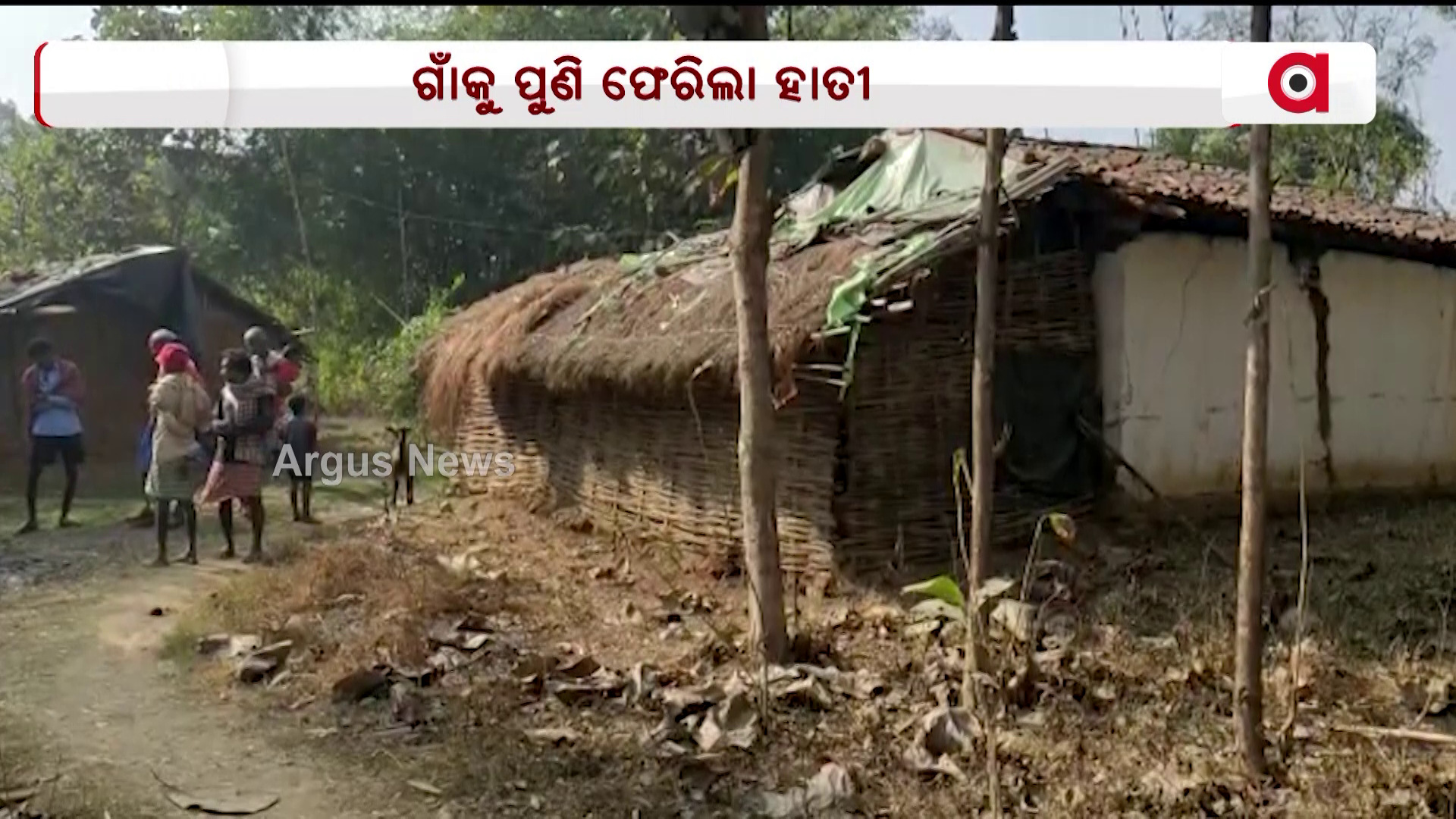 ହାତୀ ଆତଙ୍କରେ ଆତଙ୍କିତ ସ୍ଥାନୀୟ ଲୋକେ