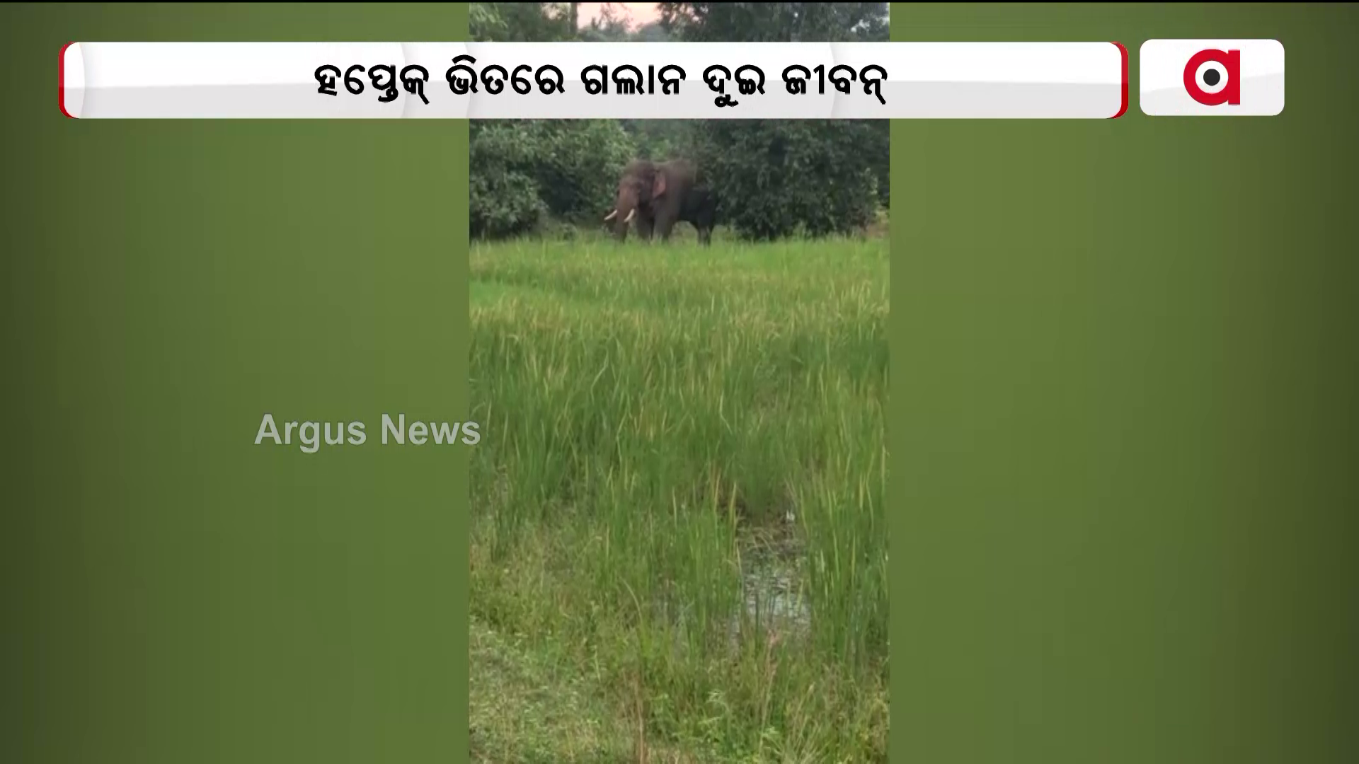 ସୁନ୍ଦରଗଡନେ ମଚେଇଛନ୍ ହାତୀ ଉତ୍ପାତ୍