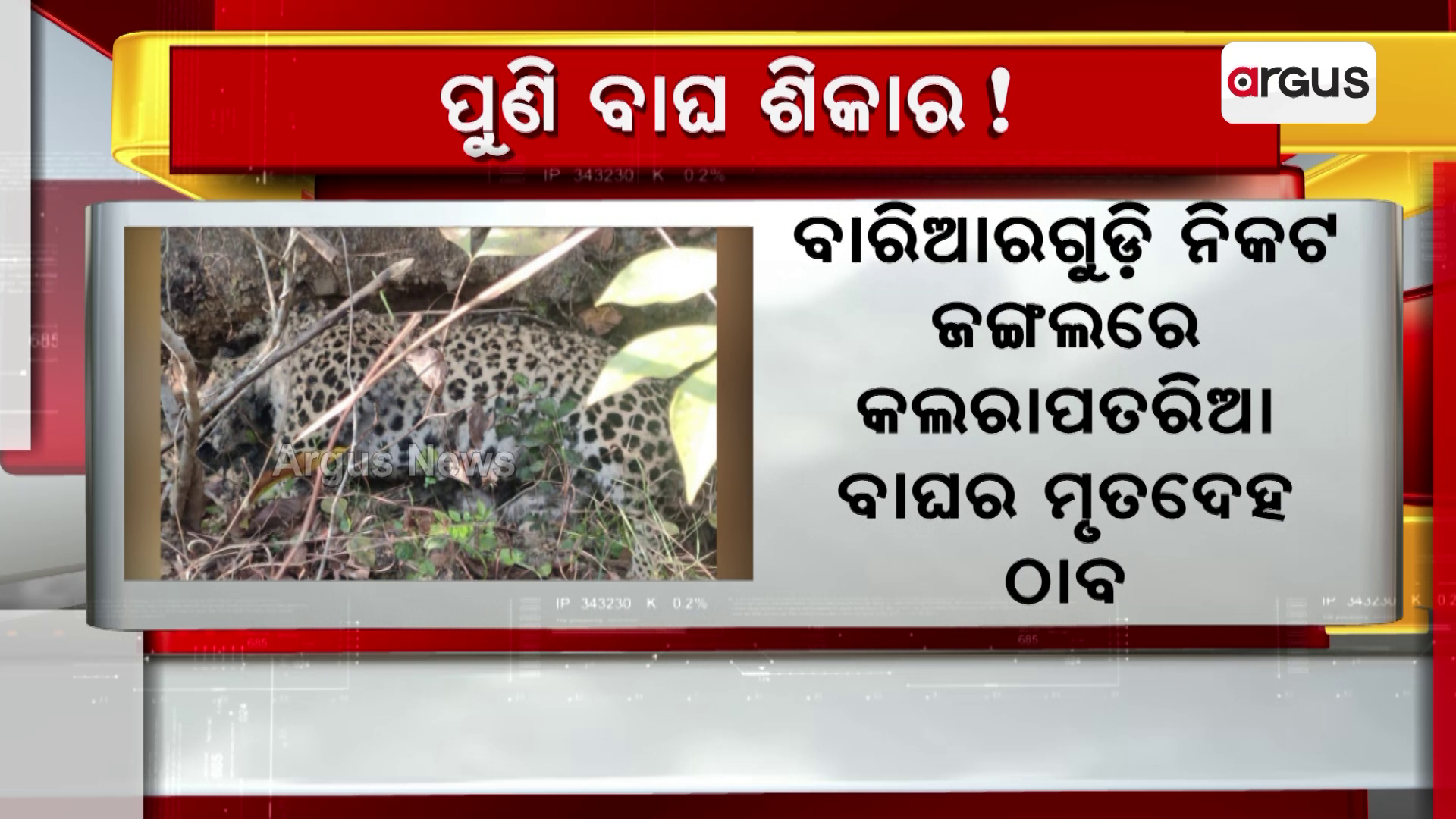 ପୁଣି ମହାବଳ ଶିକାର!