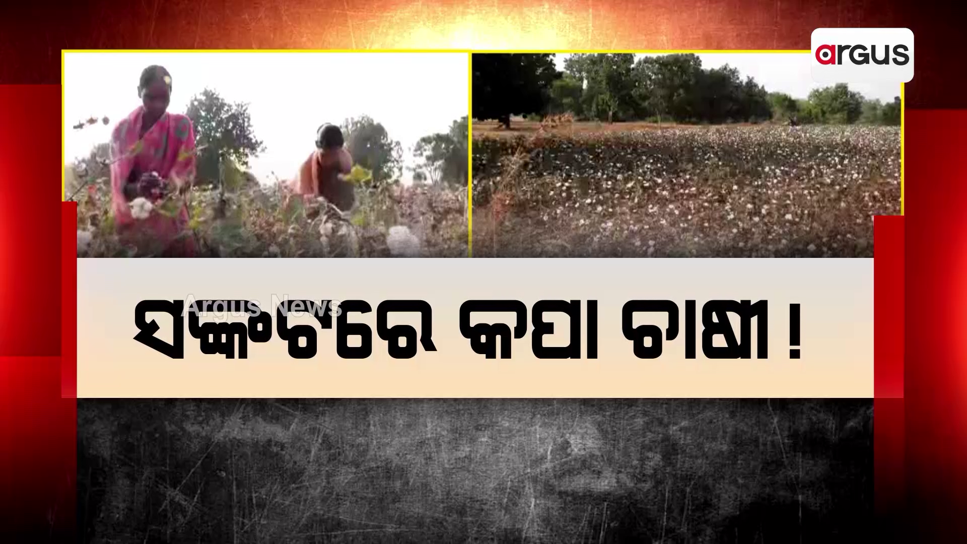 ସଙ୍କଟରେ କପା ଚାଷୀ!