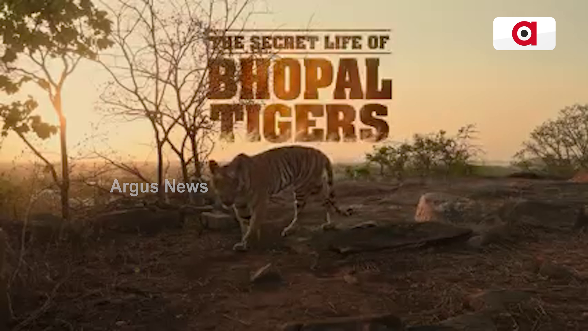 ଭୋପାଳ ଟାଇଗରଙ୍କ କିଛି ଜଣା ଅଜଣା କଥା