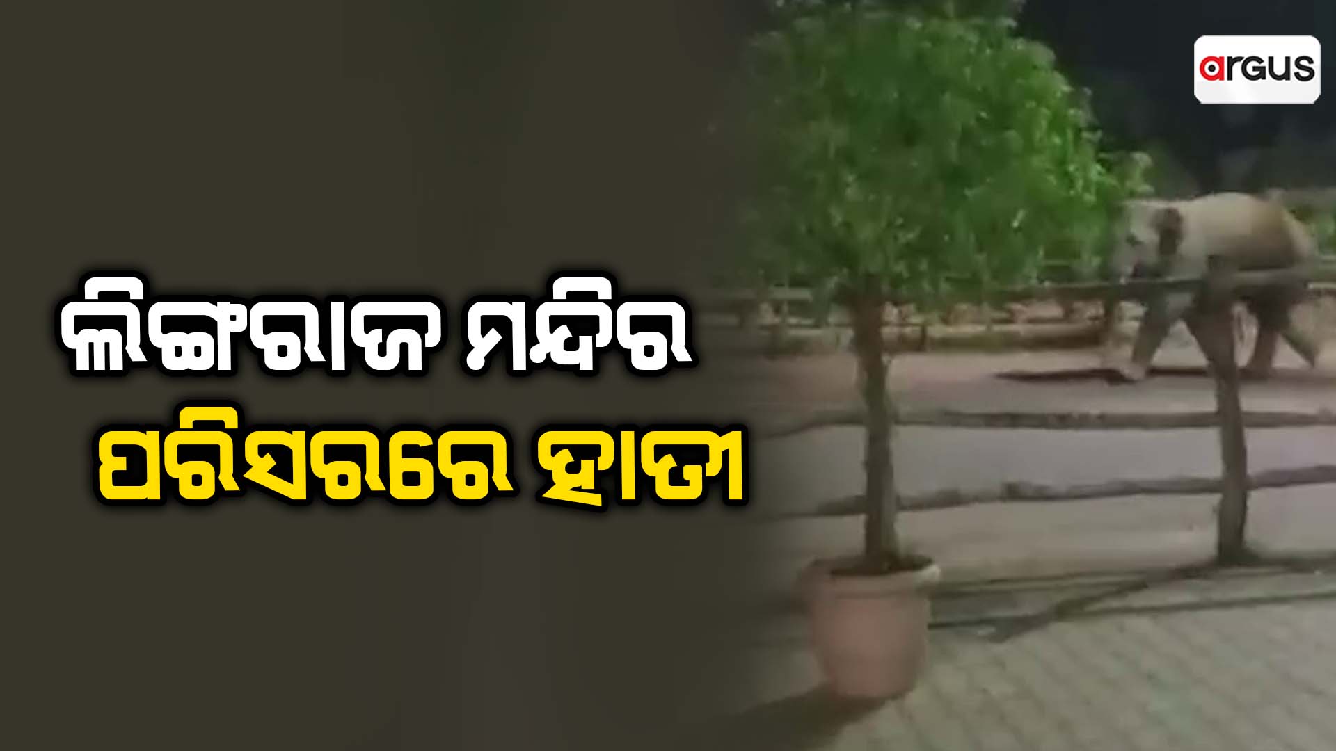 ଲିଙ୍ଗରାଜ ମନ୍ଦିର ପରିସରରେ ହାତୀ