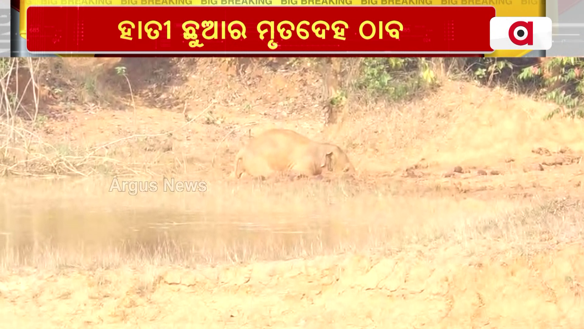ପୋଖରୀରେ ମରି ପଡିଛି ହାତିଛୁଆ