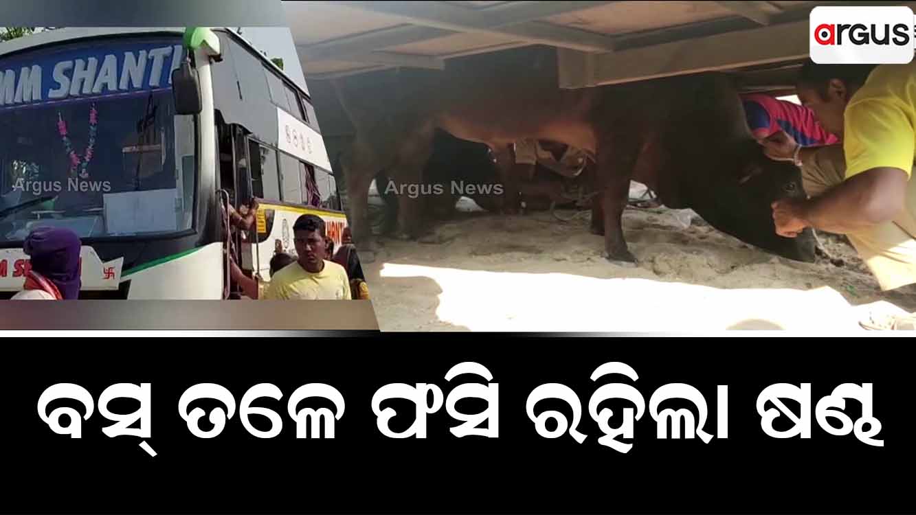 ଟୁରିଷ୍ଟ ବସ ତଳେ ଫସିଗଲା ଷଣ୍ଢ