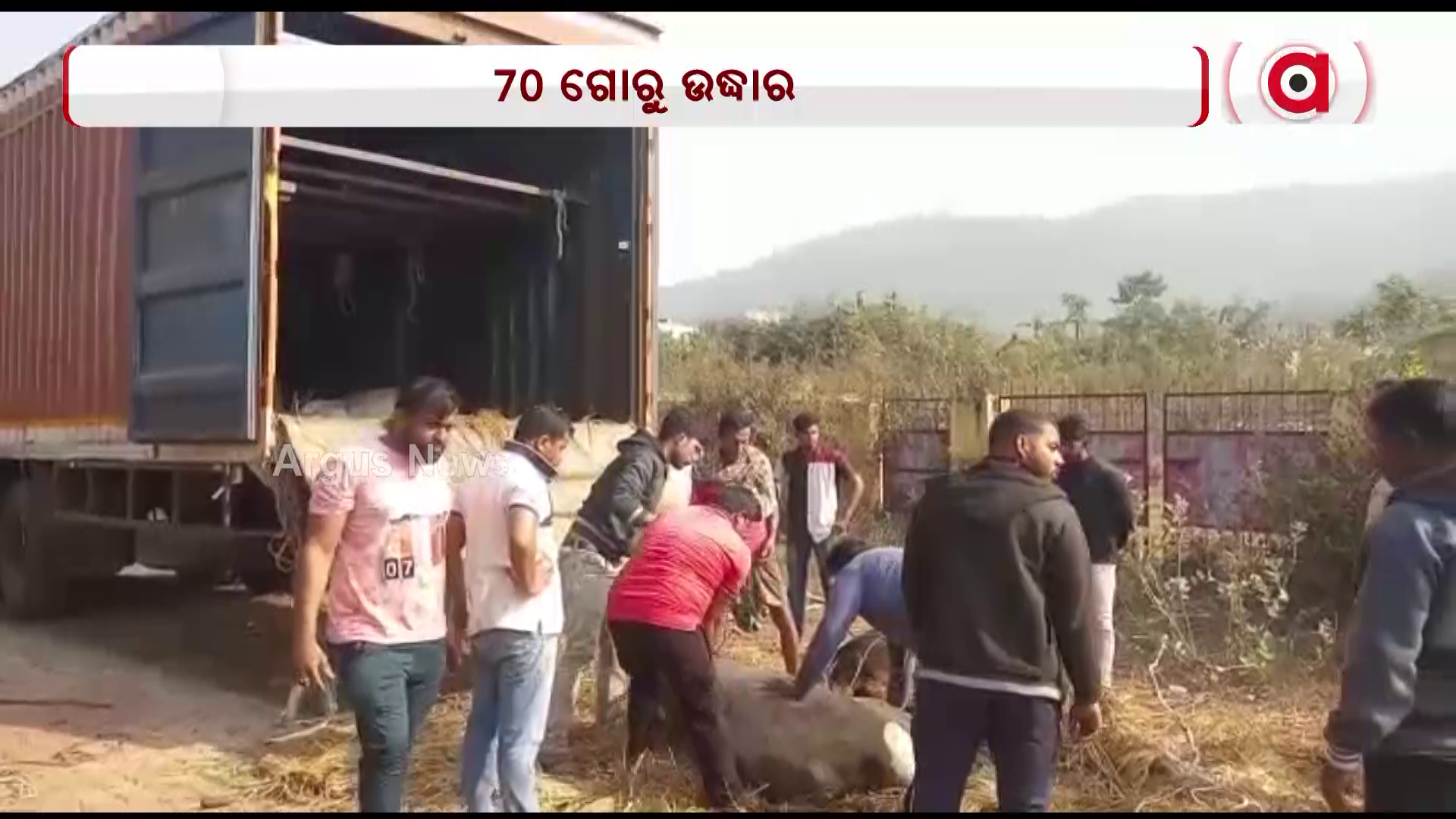 କଣ୍ଟେନରରୁ ୭୦ରୁ ଉର୍ଦ୍ଧ ଗୋରୁ ଉଦ୍ଧାର