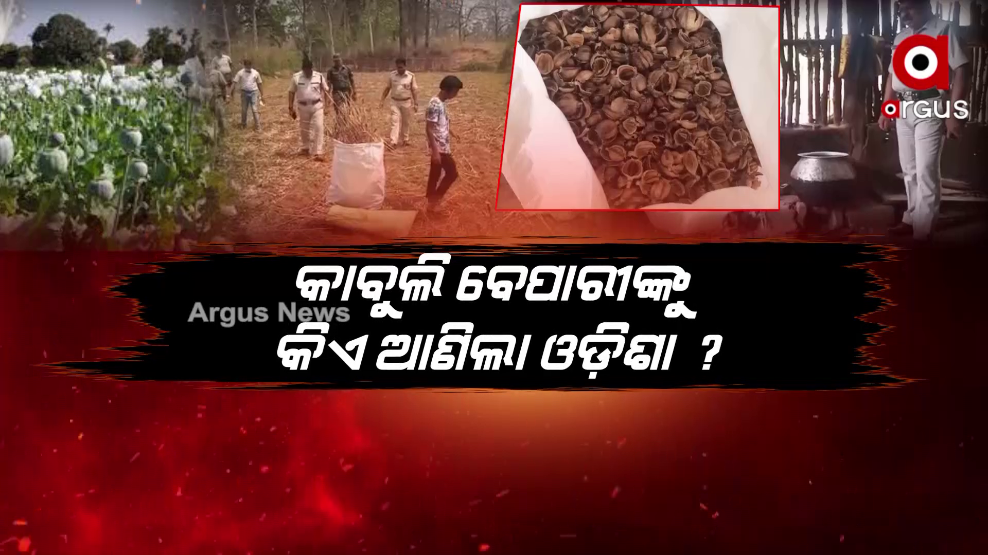 ଓଡ଼ିଶାରେ କାବୁଲି ଅଫିମ !