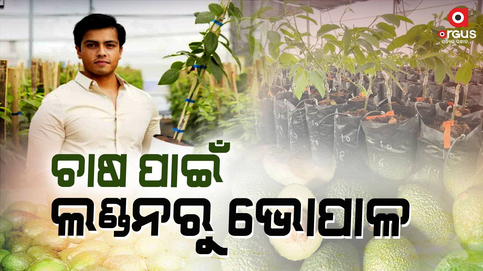ଲଣ୍ଡନରେ ପାଠପଢ଼ା ଛାଡ଼ି ଆଭକାଡୋ ଚାଷ କରି ହୋଇଛନ୍ତି ସ୍ବାବଲମ୍ବୀ