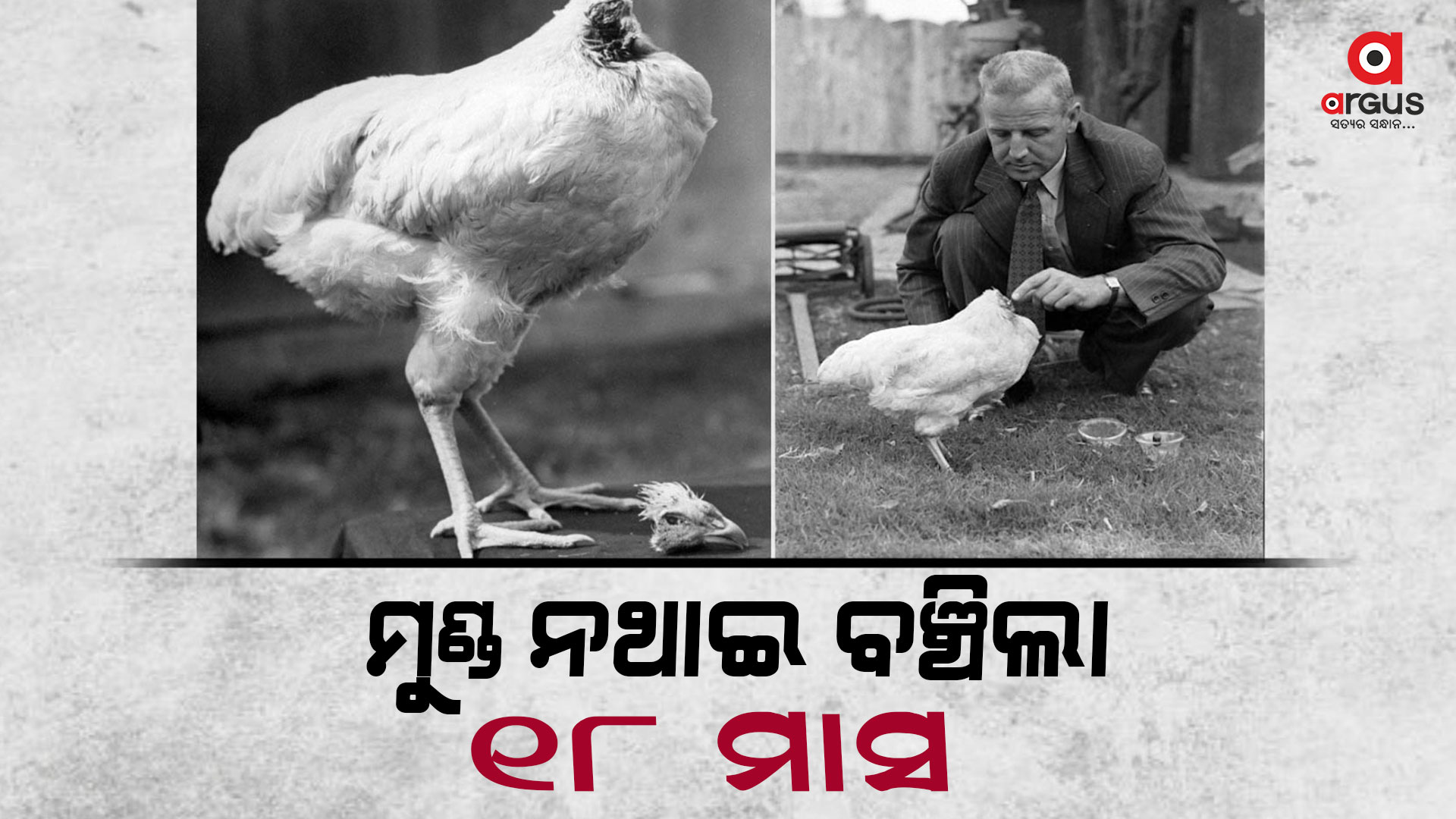 ବିନା ମୁଣ୍ଡରେ ୧୮ ମାସ ବଞ୍ଚିଲା କୁକୁଡା