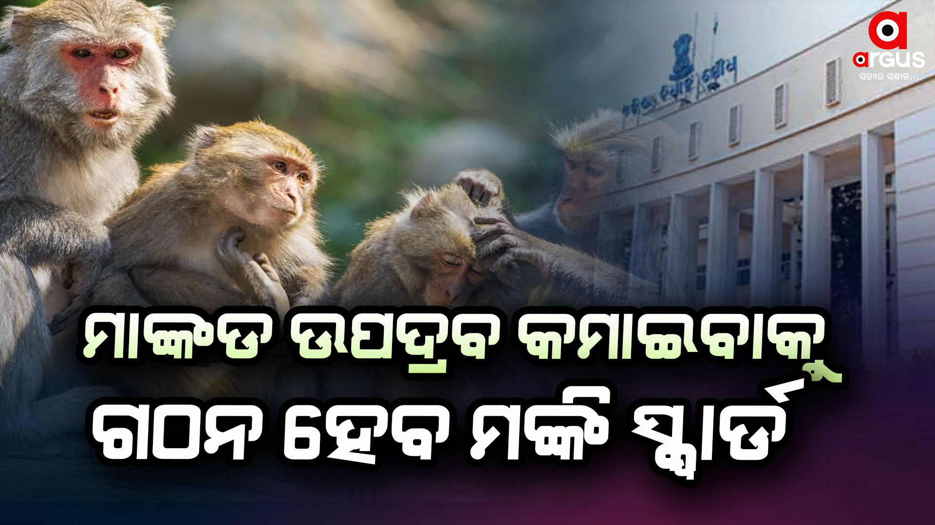 ସମ୍ବେଦନଶୀଳ ବନଖଣ୍ଡମାନଙ୍କରେ ମଙ୍କି ସ୍କ୍ୱାର୍ଡ ଗଠନ କରିବେ ସରକାର