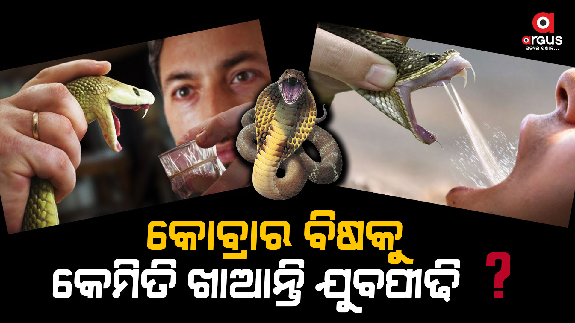 କୋବ୍ରାର ବିଷକୁ ରେଭ ପାର୍ଟିରେ କିପରି କରାଯାଏ ବ୍ୟବହାର ?