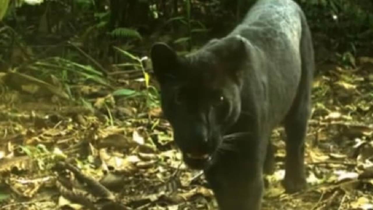 Black Panther Spotted In Sundargarh