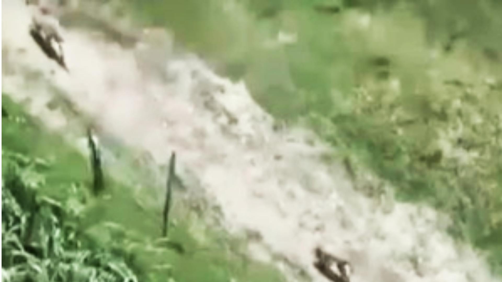 Wolf Attacks Continue In Bahraich, Death Toll Touches 8