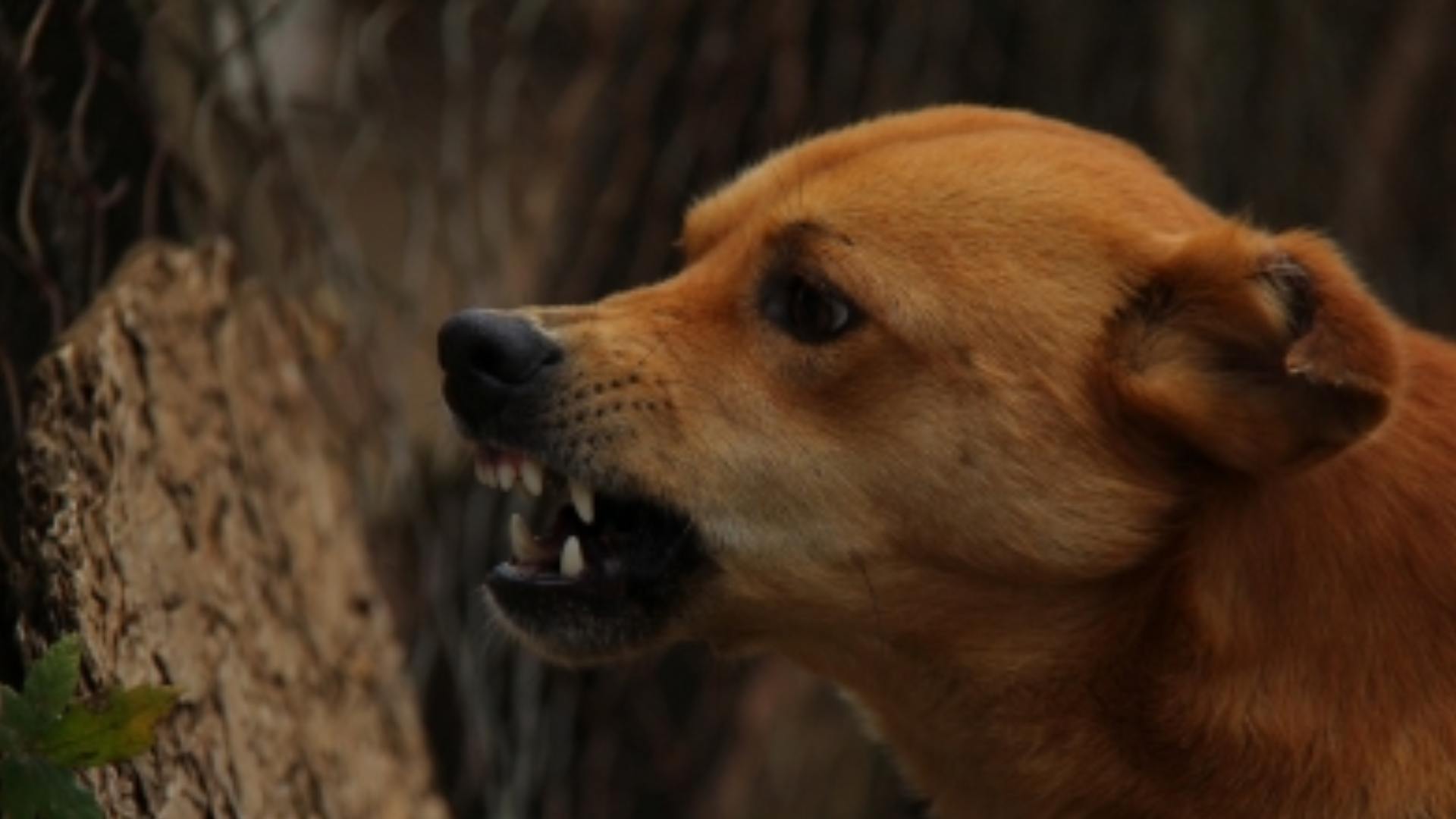 Animal Bite Cases Record A Spurt In Lucknow