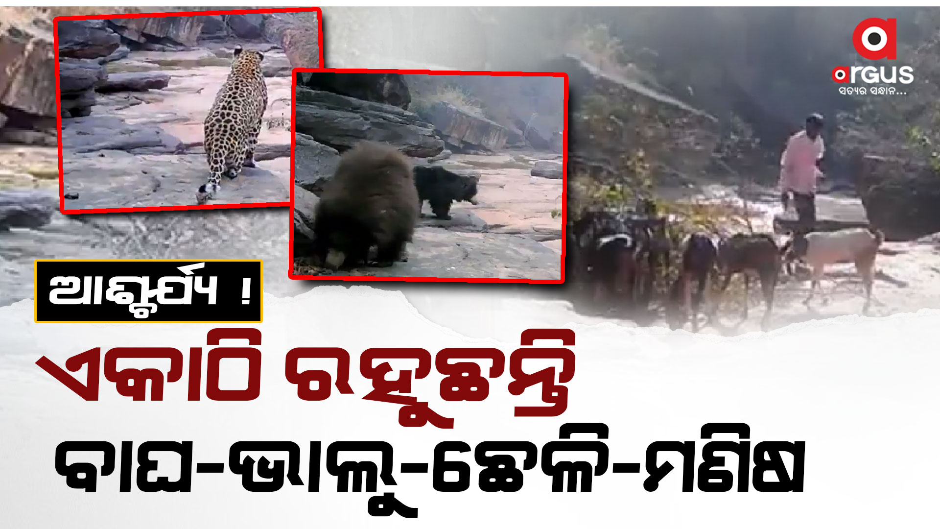 ଆଶ୍ଚର୍ଯ୍ୟ ! ଏକାଠି ରହୁଛନ୍ତି ବାଘ-ଛେଳି-ଭାଲୁ-ମଣିଷ