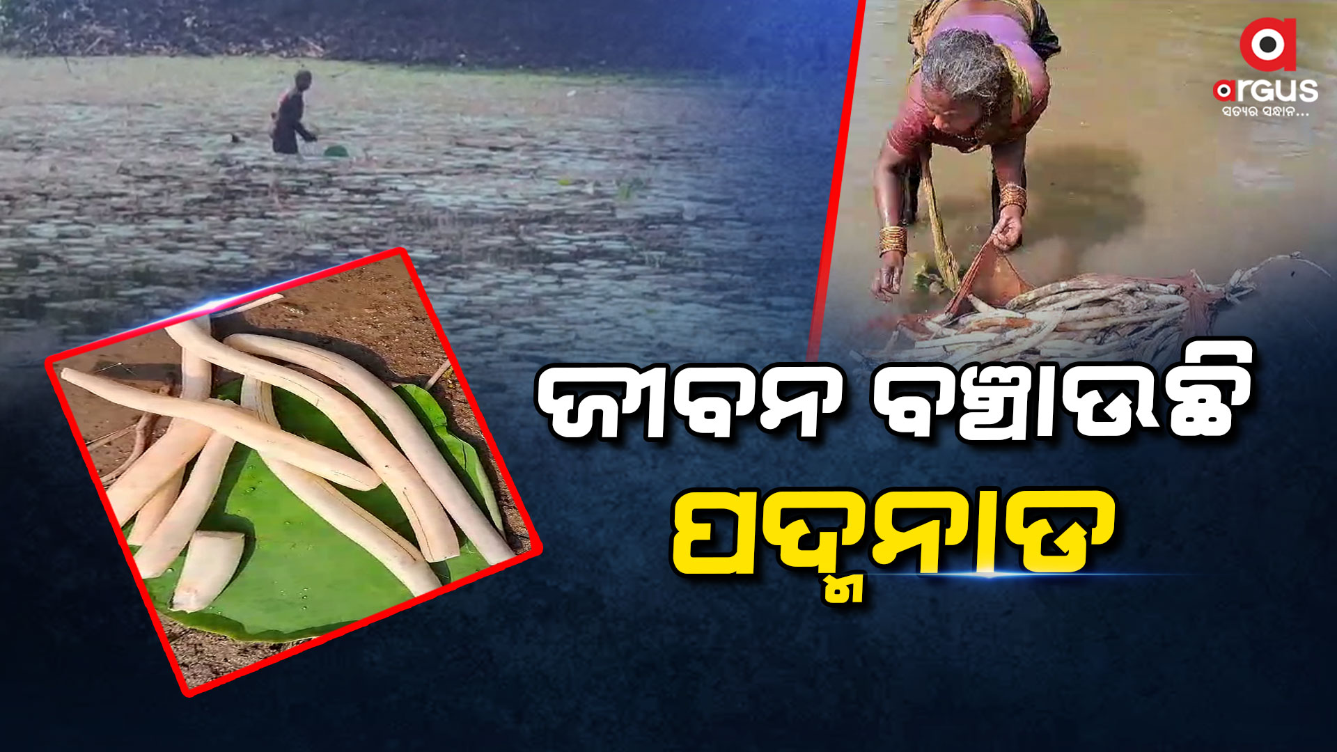 ନଅଙ୍କ ଦୁର୍ଭିକ୍ଷ ବେଳେ ଲୋକଙ୍କ ଜୀବନ ବଞ୍ଚିବାର ରାହା ଥିଲା ପଦ୍ମନାଡ଼