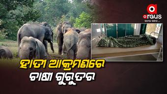 ୩୦ ଟିକିଆ ହାତୀପଲକୁ ନେଇ ଚିନ୍ତାରେ ଗ୍ରାମବାସୀ
