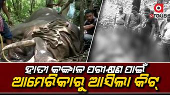 ହାତୀ ଦନ୍ତା କି ମାଈ ତାହା ନିରୂପଣ କରିବ ଅତ୍ୟାଧୁନିକ କିଟ୍