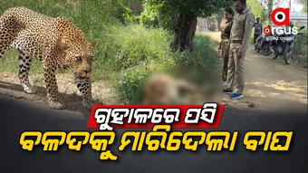ନୂଆପଡାରେ ପୁଣି ବାଘ ଆତଙ୍କ
