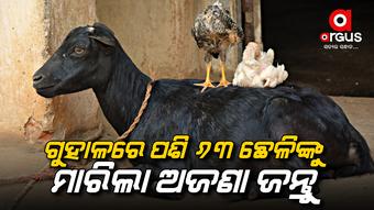 ଅଜଣା ଜନ୍ତୁର ଆକ୍ରମଣରେ ୬୩ ଛେଳି ମୃତ