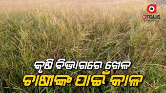The seeds given by the government is not pure
