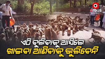 Hundreds of monkeys are attracting tourists in Badchana Jajpur Mahavinayak Temple
