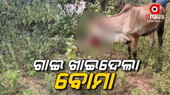 ବାରହା ପାଇଁ ବୋମା ଖଞ୍ଜି ଥିଲେ ହେଲେ ଘାସ ସହ ଖାଇଦେଲା ଗାଈ