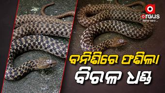 ମାଛ ପାଇଁ ବନ୍ଧାହେଲା ବନିସି, ଧରାପଡିଲା ଧଣ୍ଡିଆ