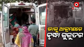 ଭାଲୁ ଆକ୍ରମଣରେ ବୃଦ୍ଧା ଗୁରୁତର