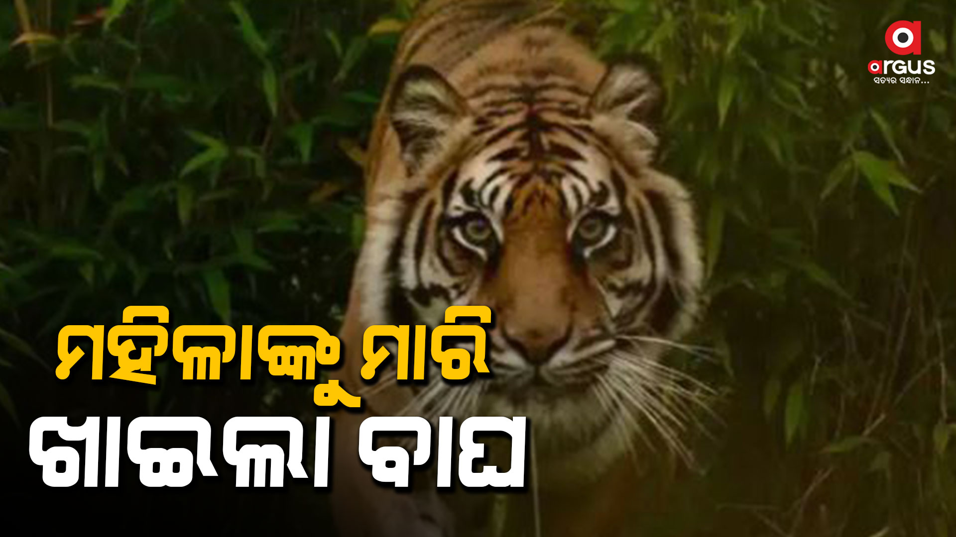 ଶବ ନିକଟରେ ବାଘ ବସି ଖାଉଥିବା ଦେଖିଲେ ଗ୍ରାମବାସୀ