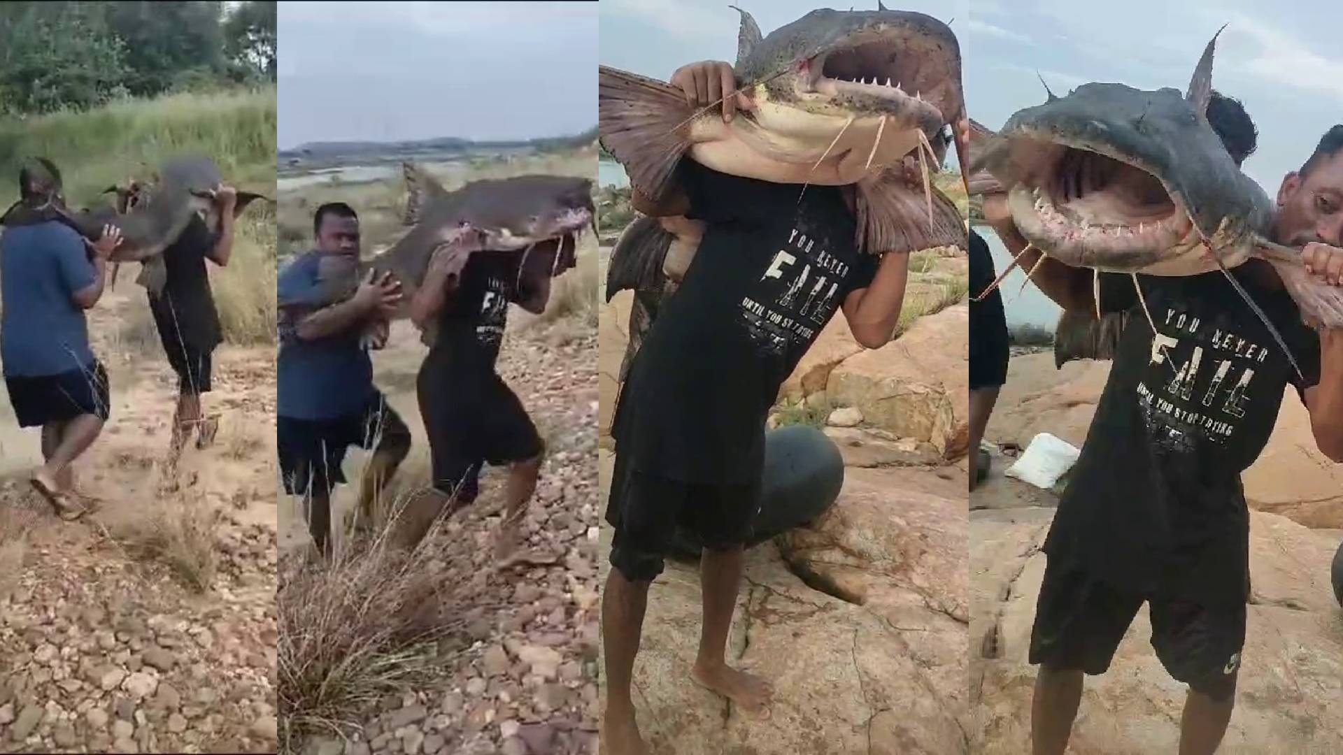 60-kg 'Budhia' Fish Caught From Mahanandi At Hirakud Dam