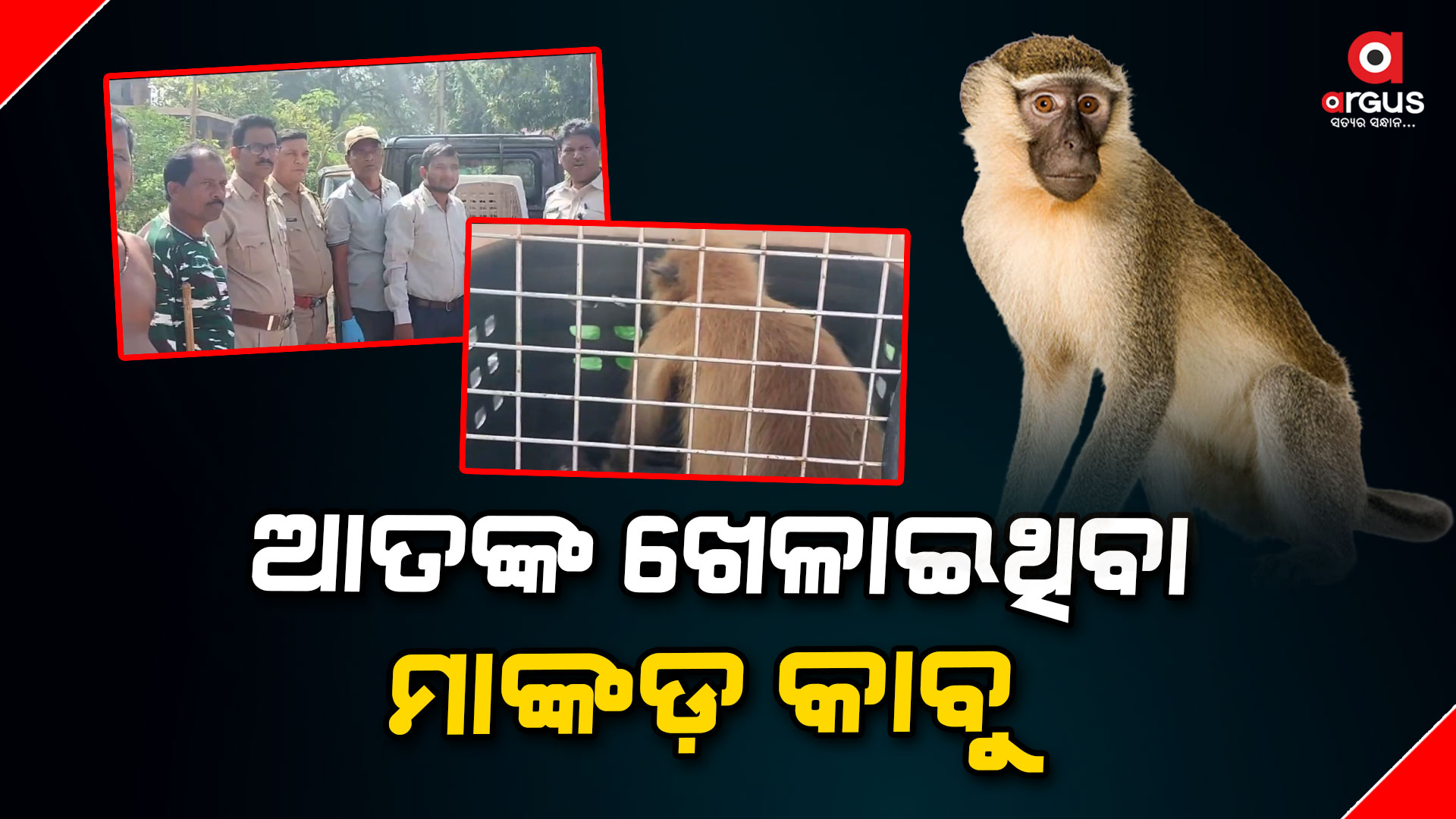 ମାଙ୍କଡକୁ କାବୁ କଲେ ଜଙ୍ଗଲ ବିଭାଗର କର୍ମଚାରୀ