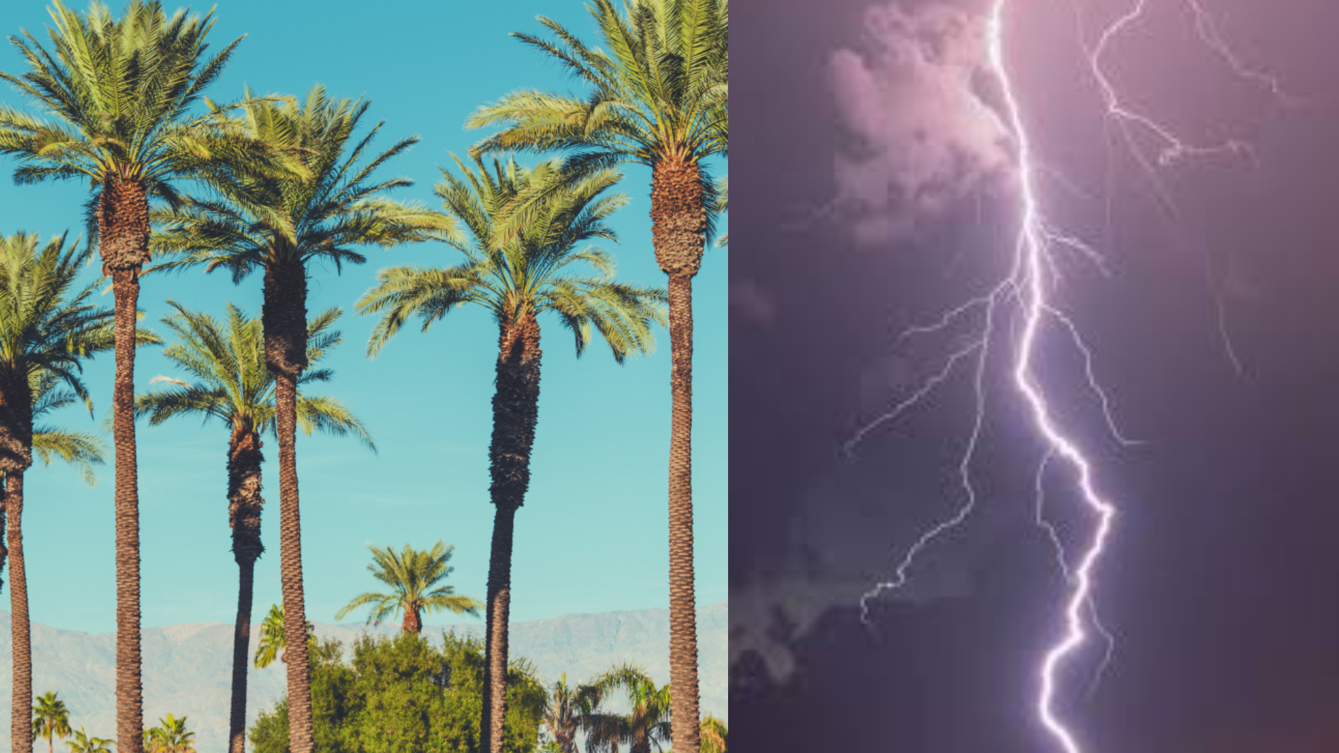 Odisha To Plant Palm Trees To Mitigate Lightning Strikes