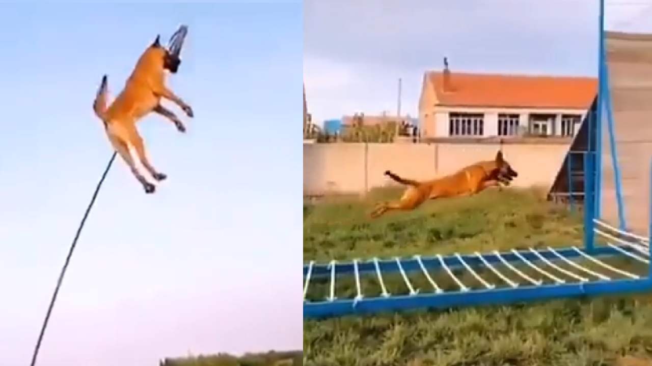 Watch This Dog Pulling Up Every Feat With Perfection