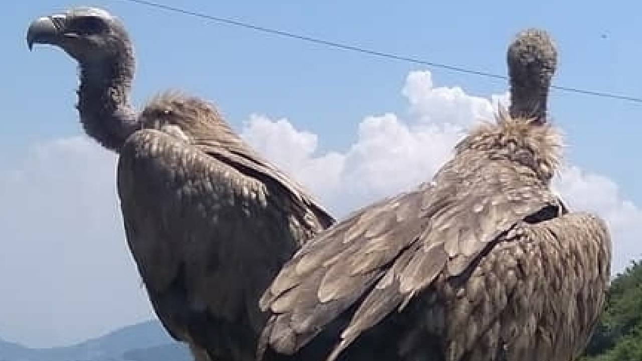 Population Of Drastically Depleted Vulture Species Stabilised: Survey