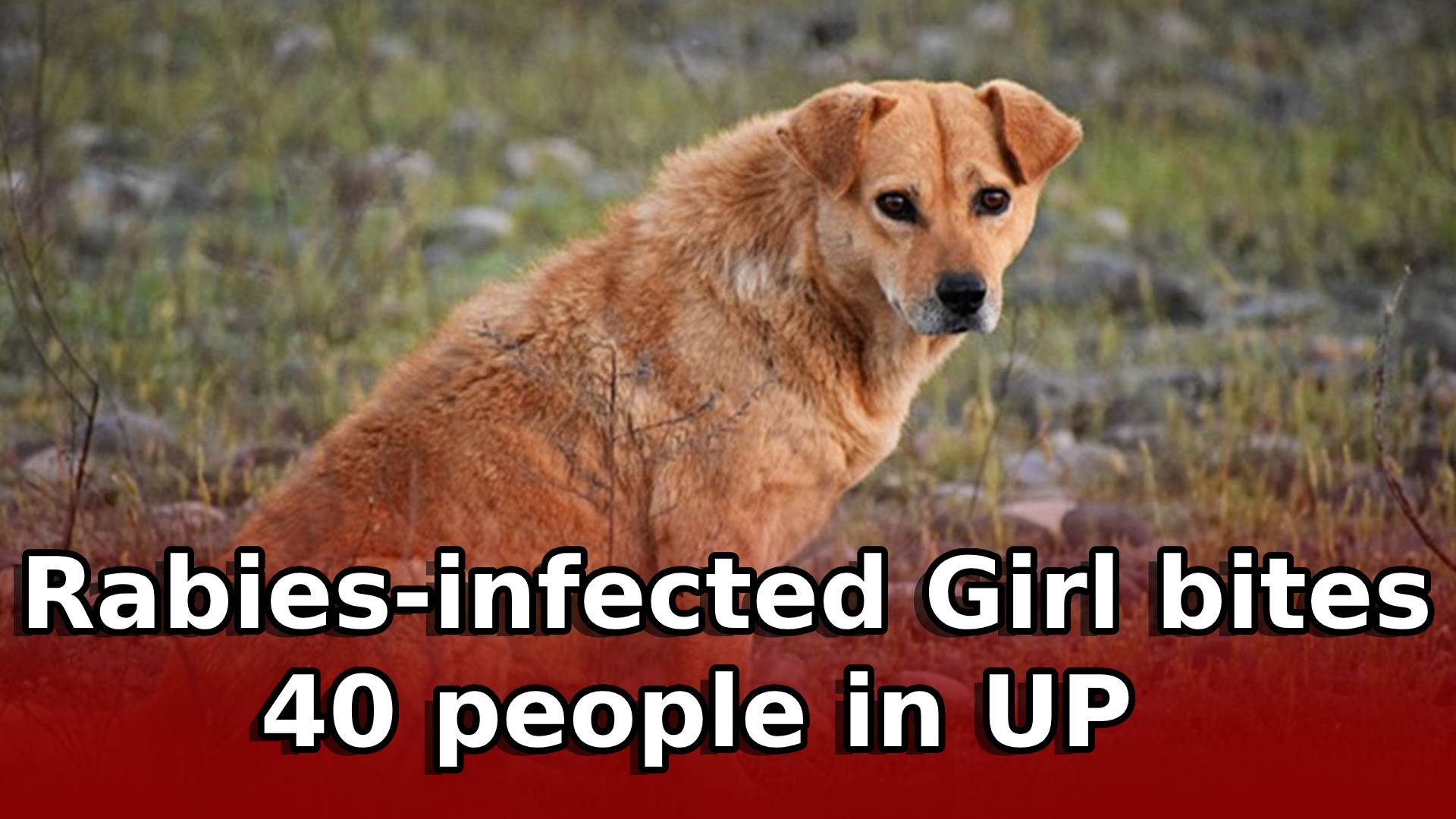 Rabiesinfected girl bites 40 people before dying in UP village